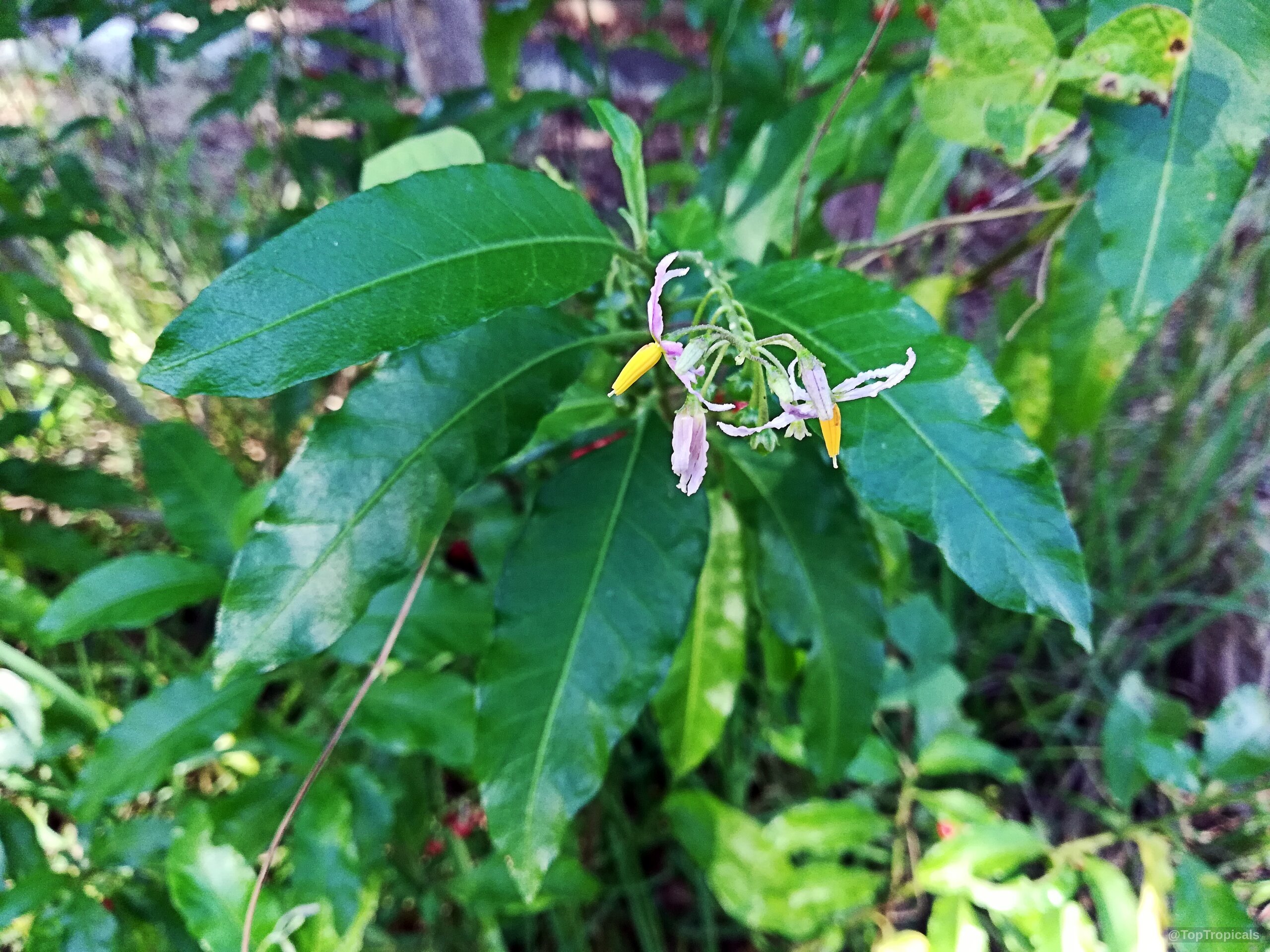Solanum bahamense (Bahama Nightshade) purple and yellow flowers among deep green foliage. Solanum bahamense (Bahama Nightshade) purple yellow flower close up on green leaves