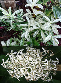 *THAI SNOW*Ixora Tropical Plant* White Splashed Variegated Leaves & White Blooms 
