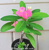 Euphorbia millii - Pink Cadillac

Click to see full-size image