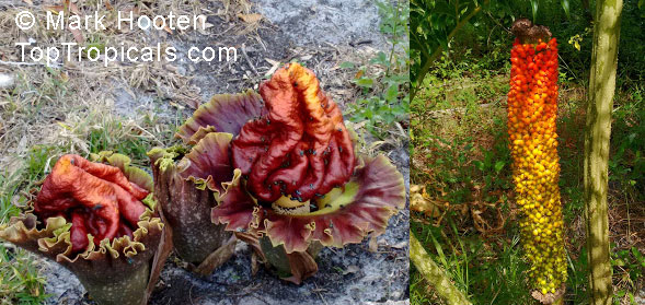 Amorphophallus paeoniifolius, Elephant Foot Yam, Whitespot Giant Arum, Voodoo Lily