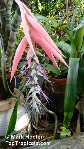 Billbergia sp., Bromeliad Queen of Tears, Friendship Plant. Billbergia braziliensis