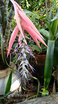 Billbergia braziliensis - seeds

Click to see full-size image