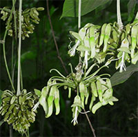Mucuna holtonii - seeds

Click to see full-size image