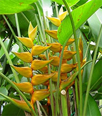 Heliconia champneiana Maya Gold - seeds

Click to see full-size image