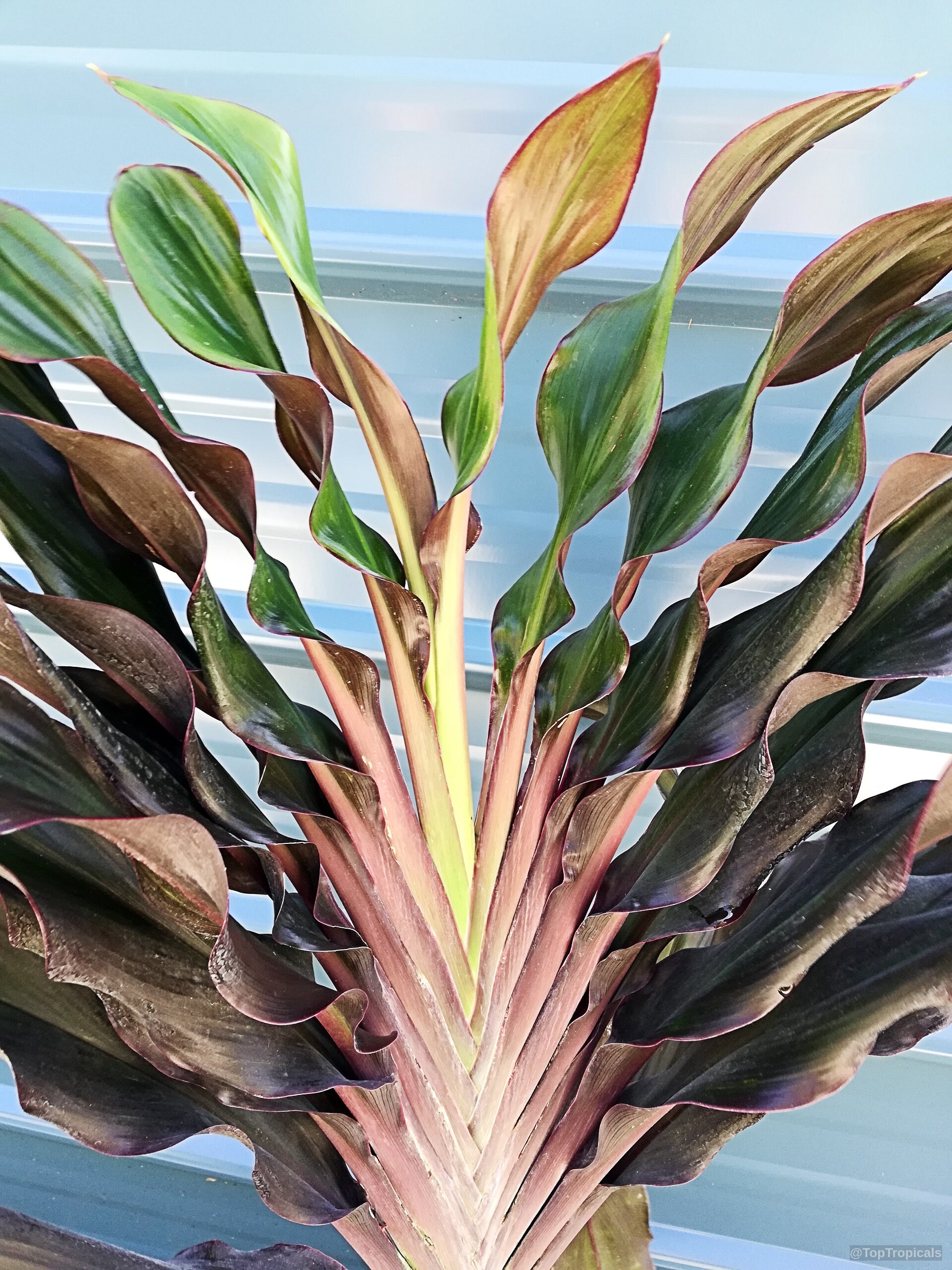 Cordyline fruticosa (Hawaiian Ti Leaf) plant with long, wavy leaves in green and red Cordyline fruticosa (Hawaiian Ti Leaf) plant with green and dark red wavy leaves