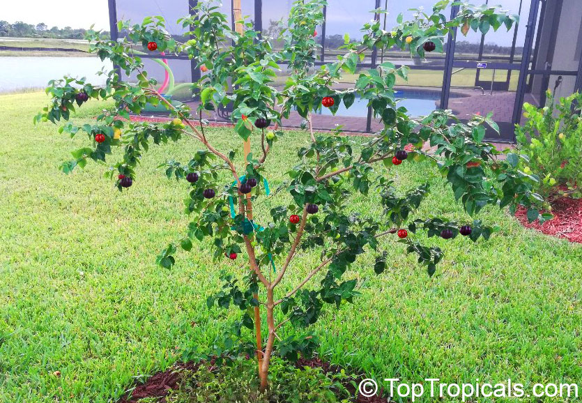 Black Surinam Cherry Lolita, tree