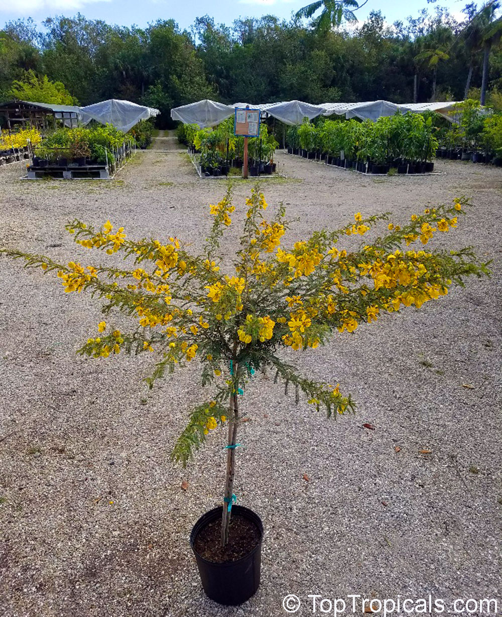 Senna polyphylla - Bahamas Cassia, Desert Cassia