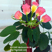 Bauhinia madagascariensis, Red Butterfly Orchid Tree

Click to see full-size image