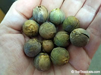 Lytocaryum weddellianum, Cocos weddelliana, Syagrus weddelliana, Miniature Coconut Palm, Weddell's Palm

Click to see full-size image