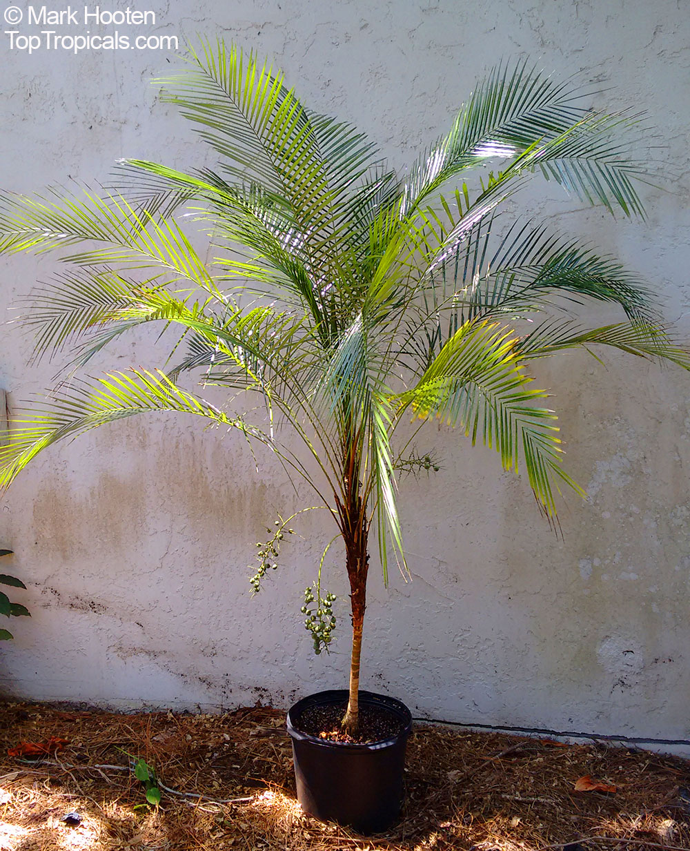 Lytocaryum weddellianum, Cocos weddelliana, Syagrus weddelliana, Miniature Coconut Palm, Weddell's Palm