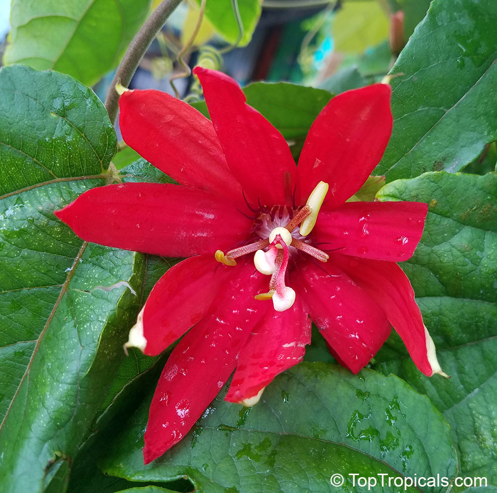 Passiflora vitifolia - Scarlet Flame Passion Flower