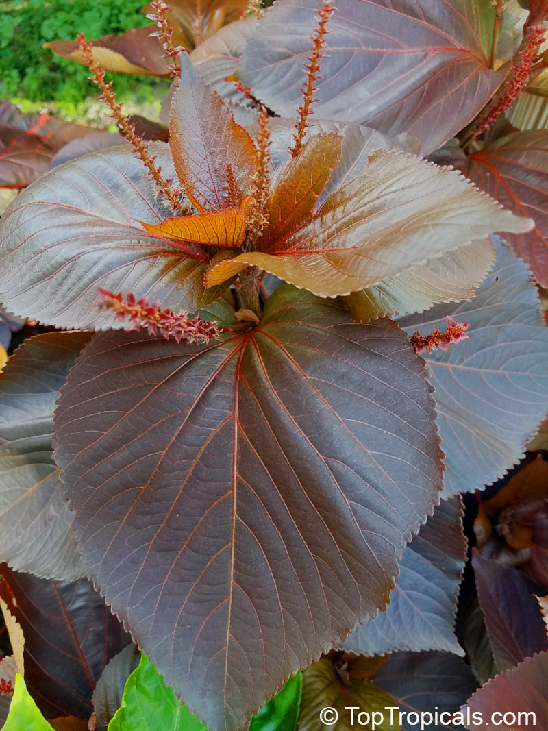 Acalypha wilkesiana, Fire Dragon Acalypha, Hoja de Cobre, Copper Leaf. Chocolate