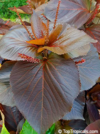 Acalypha wilkesiana, Fire Dragon Acalypha, Hoja de Cobre, Copper Leaf

Click to see full-size image