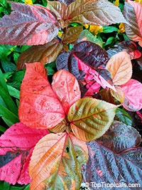 Acalypha wilkesiana, Fire Dragon Acalypha, Hoja de Cobre, Copper Leaf

Click to see full-size image
