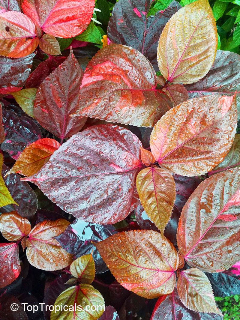 Acalypha wilkesiana, Fire Dragon Acalypha, Hoja de Cobre, Copper Leaf. Louisiana Red