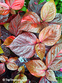 Acalypha wilkesiana, Fire Dragon Acalypha, Hoja de Cobre, Copper Leaf

Click to see full-size image