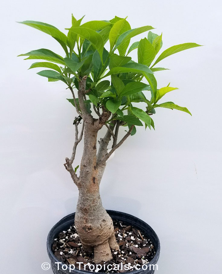 Adansonia digitata, Baobab, Cream of Tartar tree, Monkey-bread tree, Lemonade tree, Upside-down Tree. Bonsai starter