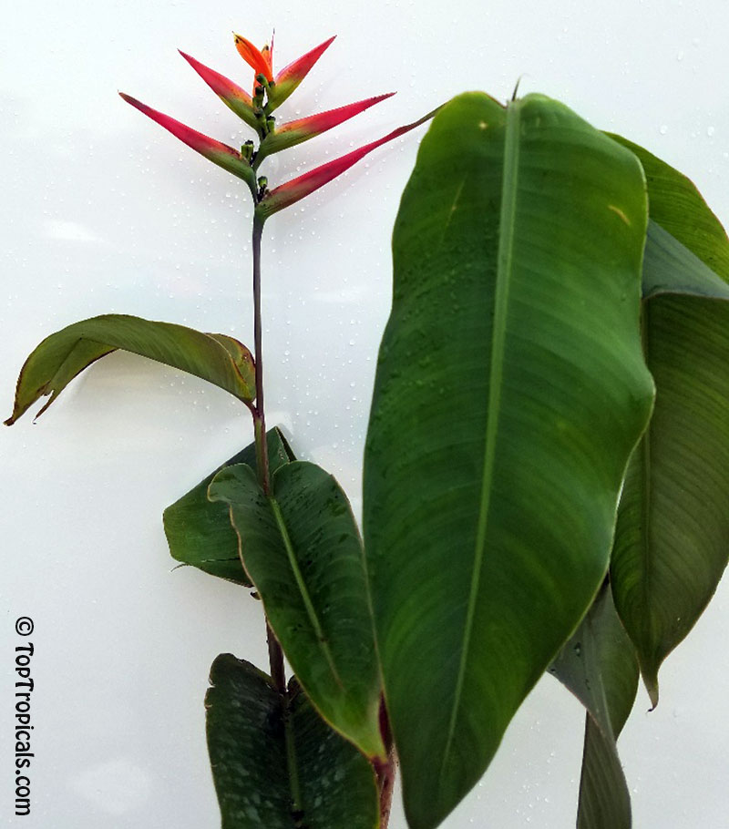 Heliconia hirsuta, Heliconia Costa Flores