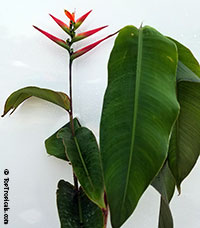 Heliconia hirsuta, Heliconia Costa Flores

Click to see full-size image