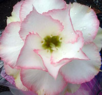 Desert Rose (Adenium) Chandra, Grafted
