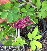 Akebia quinata, Chocolate Vine, Five-leaf Akebia

Click to see full-size image
