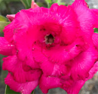 Desert Rose (Adenium) Punch Pink, Grafted