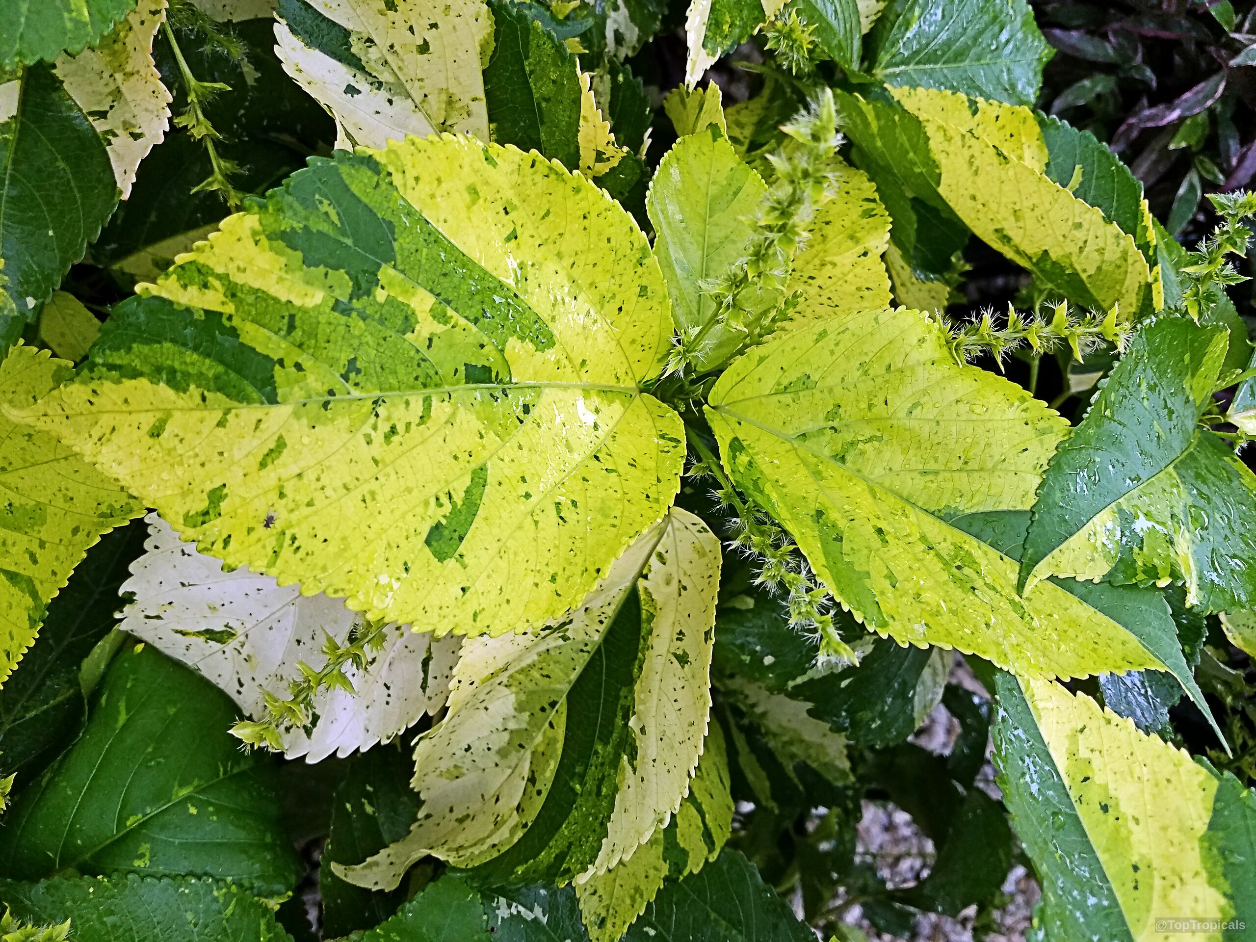 Acalypha wilkesiana (Fire Dragon Acalypha) showing distinct green and yellow splashed foliage up close. Acalypha wilkesiana (Fire Dragon Acalypha) green yellow leaves, close up view of shrub foliage