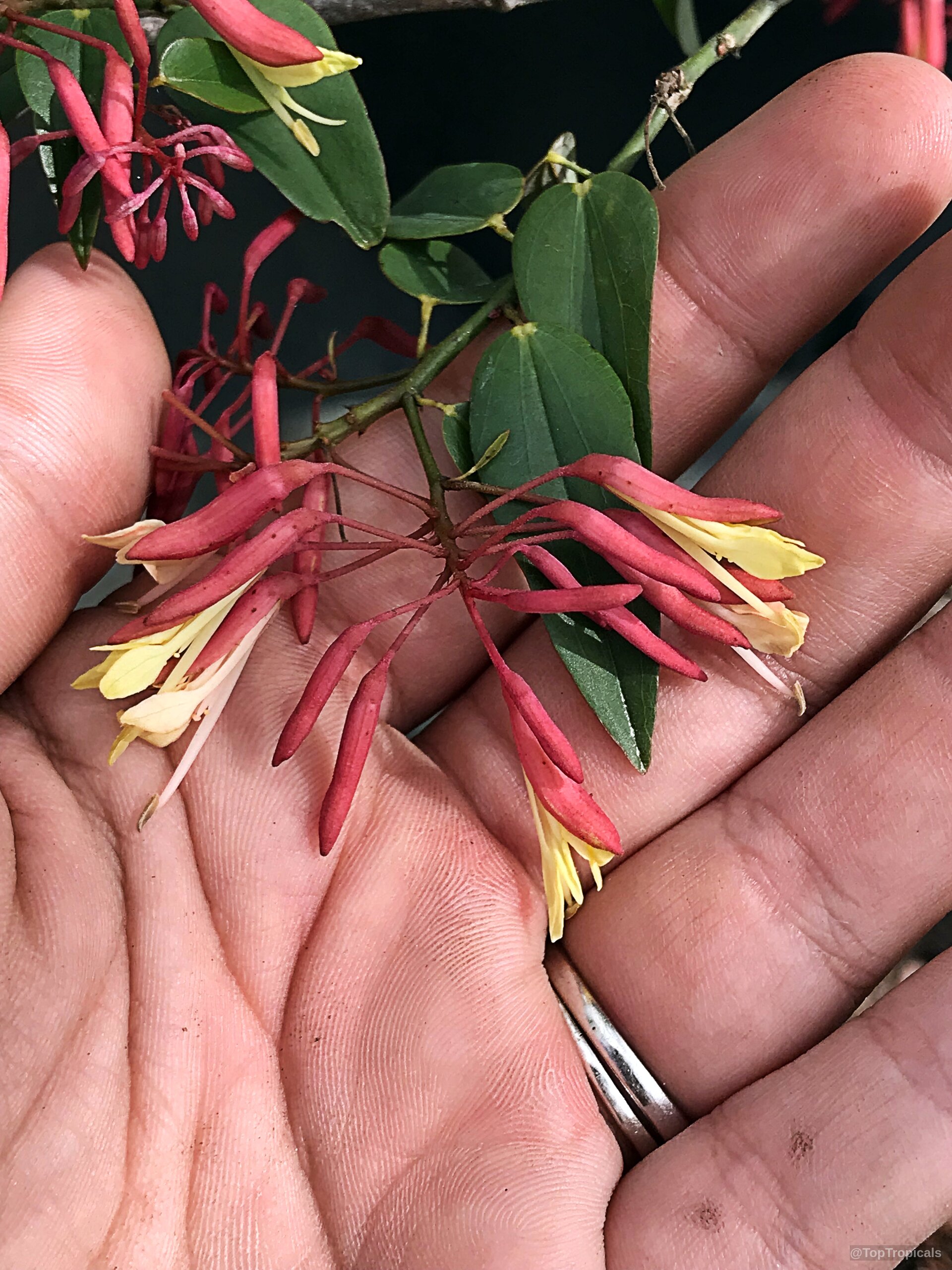 Bauhinia jenningsii (Cows Tongue) displays narrow red and yellow flower tubes resting in a palm Bauhinia jenningsii (Cows Tongue) with red and yellow flowers close up in a hand
