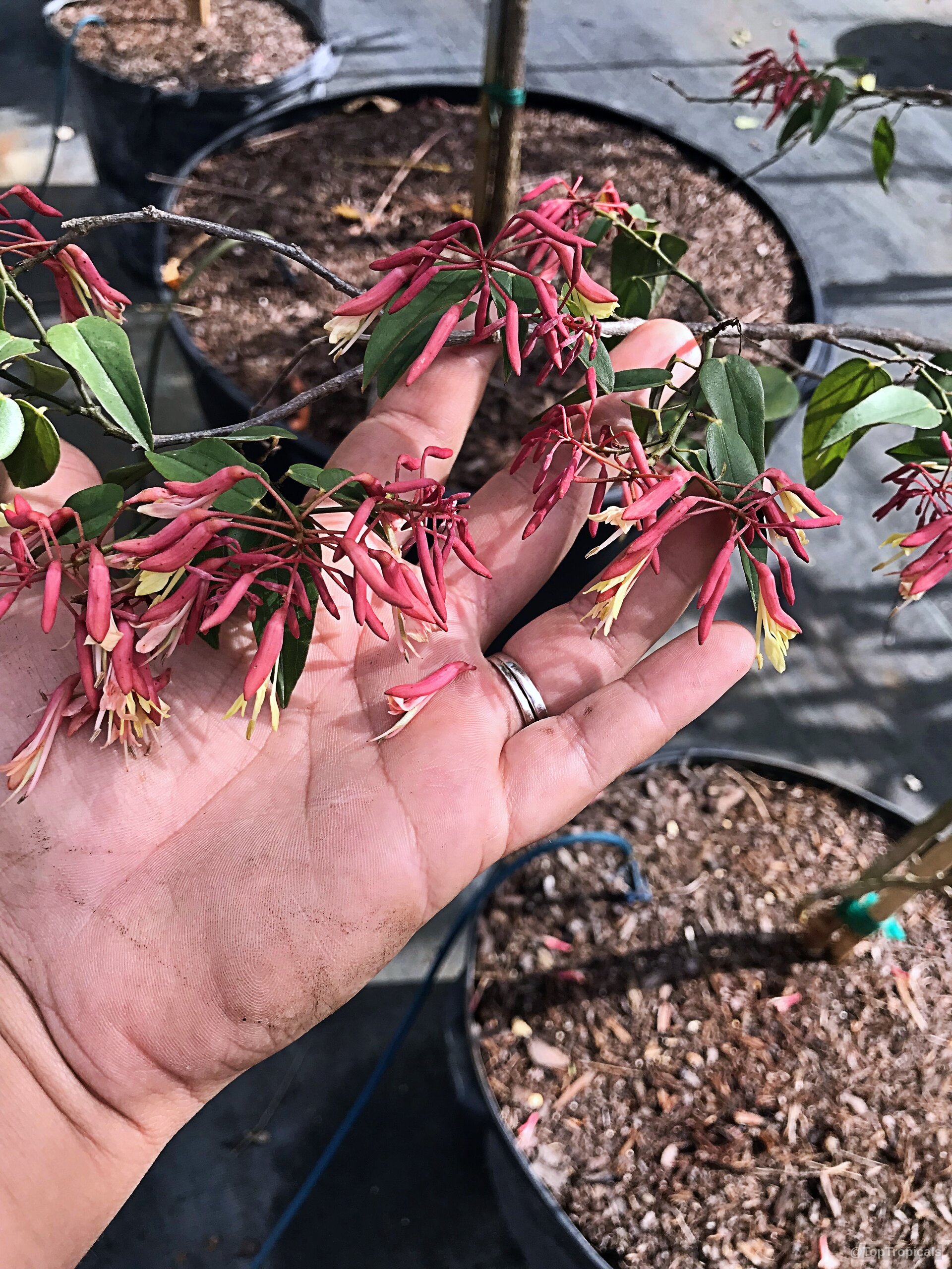 Bauhinia jenningsii (Cows Tongue) showing clusters of tubular red and yellow flowers held by a hand. Bauhinia jenningsii (Cows Tongue) with red and yellow flowers in a close up view.
