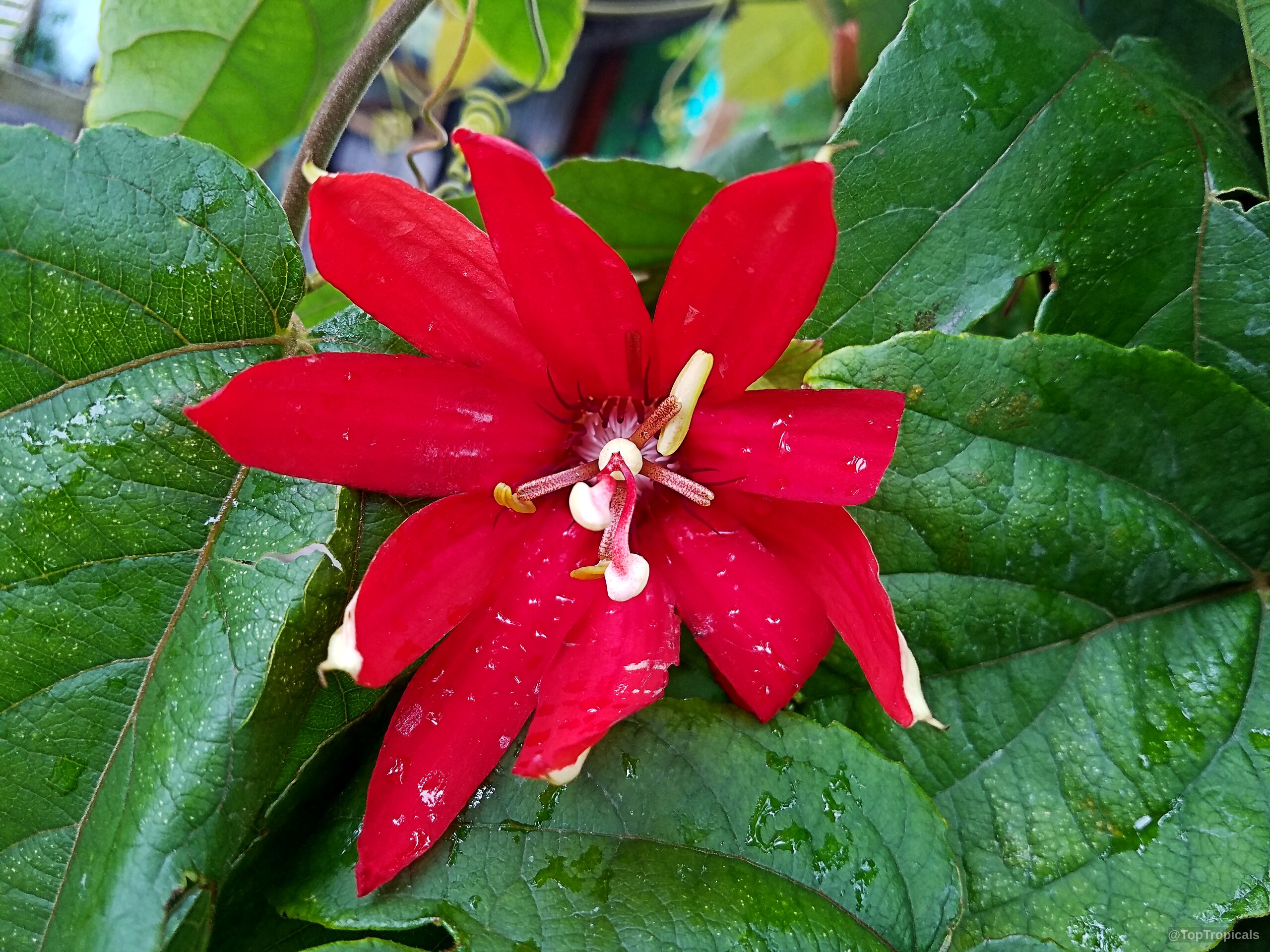 Passiflora vitifolia (Grape Leaved Passion Fruit) red flower with yellow center parts and green leaves. Passiflora vitifolia (Grape Leaved Passion Fruit) red flower, close up of exotic tropical petals.
