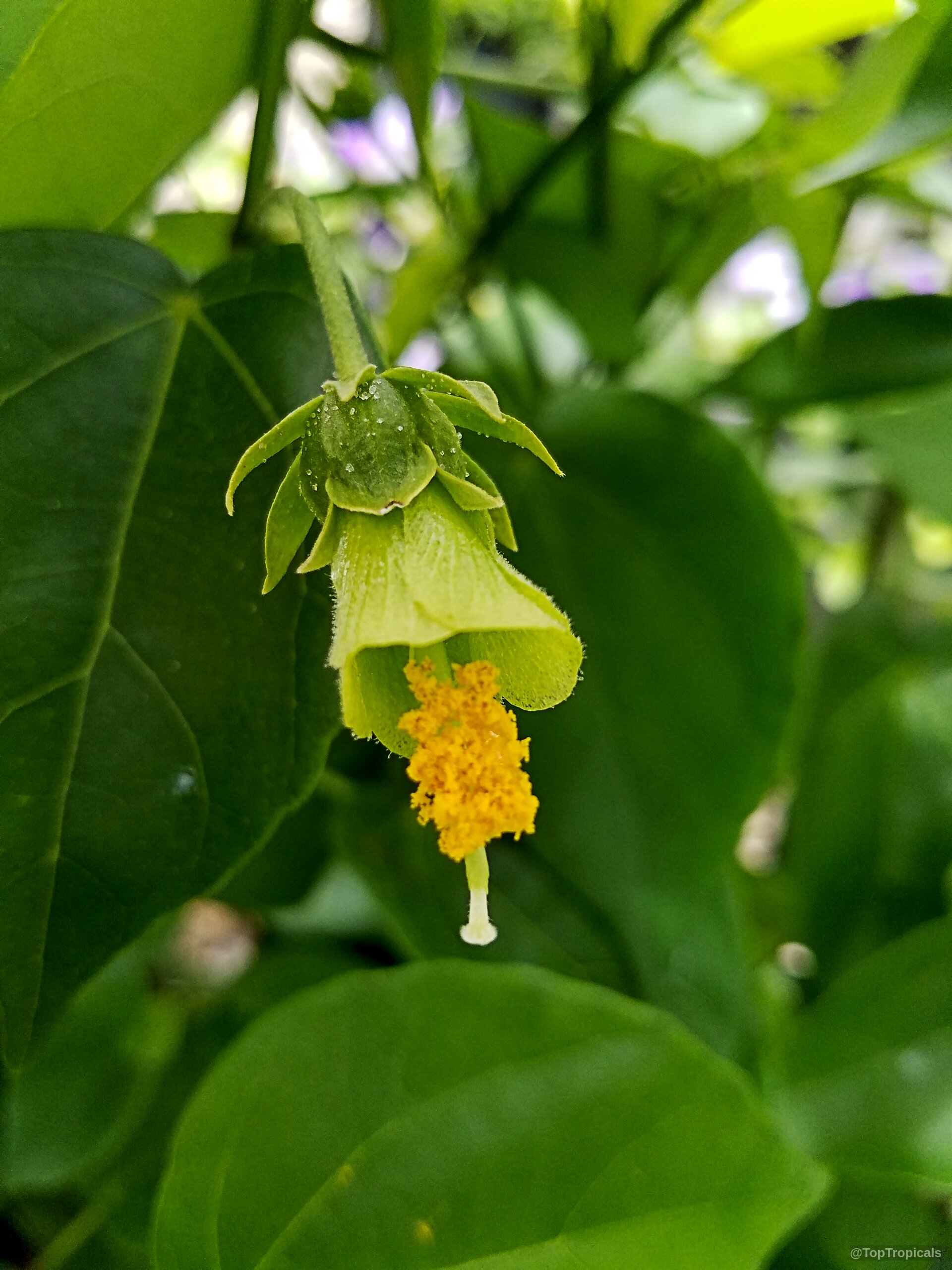 Pavonia bahamensis (Bahama Marsh-Bush) lime green flower with a textured yellow center hanging down. Pavonia bahamensis (Bahama Marsh-Bush) lime green flower close up with yellow center details