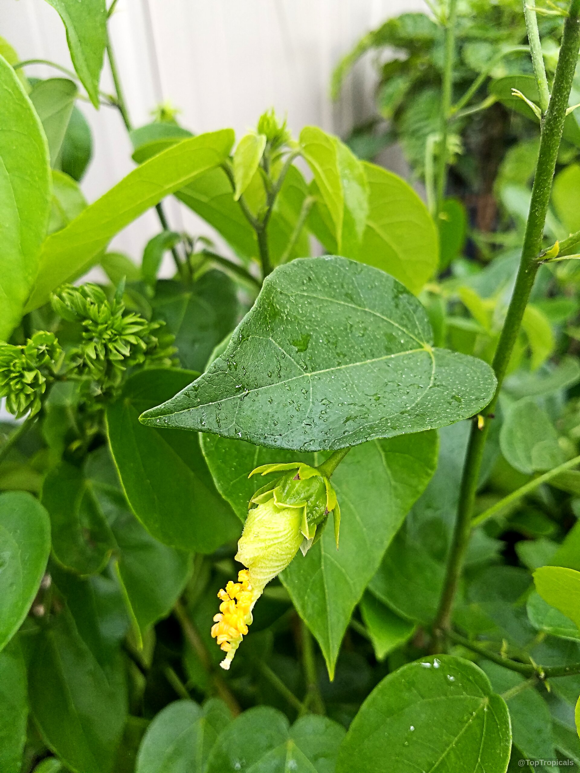 Pavonia bahamensis (Bahama Marsh-Bush) flower bud with pale yellow color beneath large green leaves. Pavonia bahamensis (Bahama Marsh-Bush) pale yellow flower bud with green leaves close up
