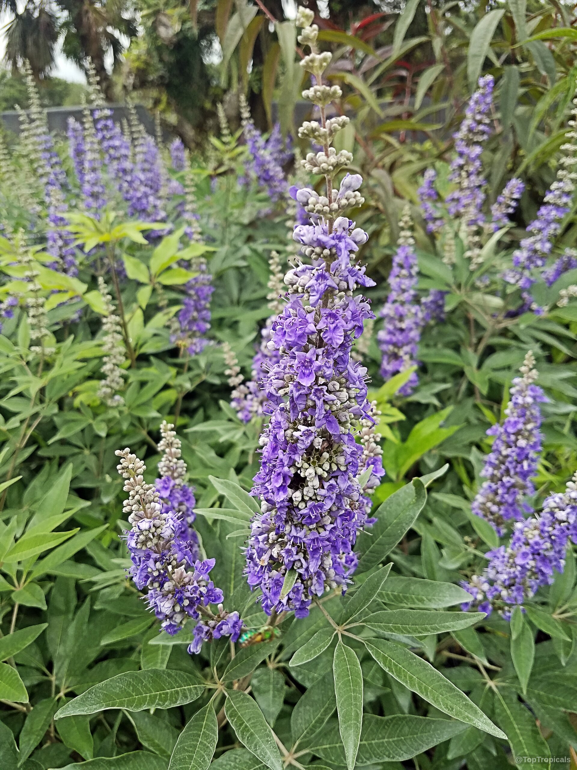 Vitex agnus-castus (Chaste Berry) clusters of tall purple flower spikes among green palm-like foliage. Vitex agnus-castus (Chaste Berry) with tall purple flower spikes and green palm-like leaves.