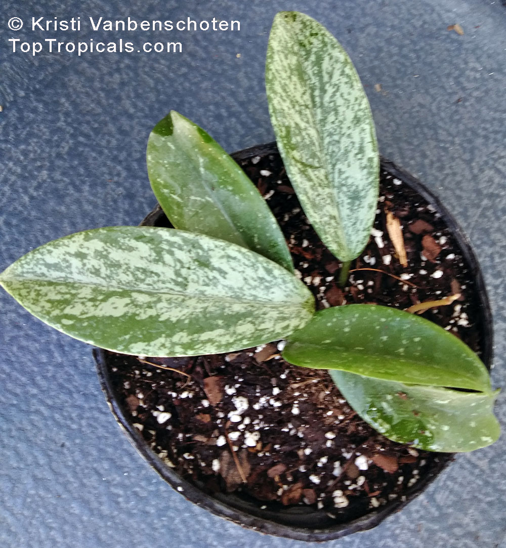 Hoya pubicalyx, Harlequin Wax Plant. Variegated variety