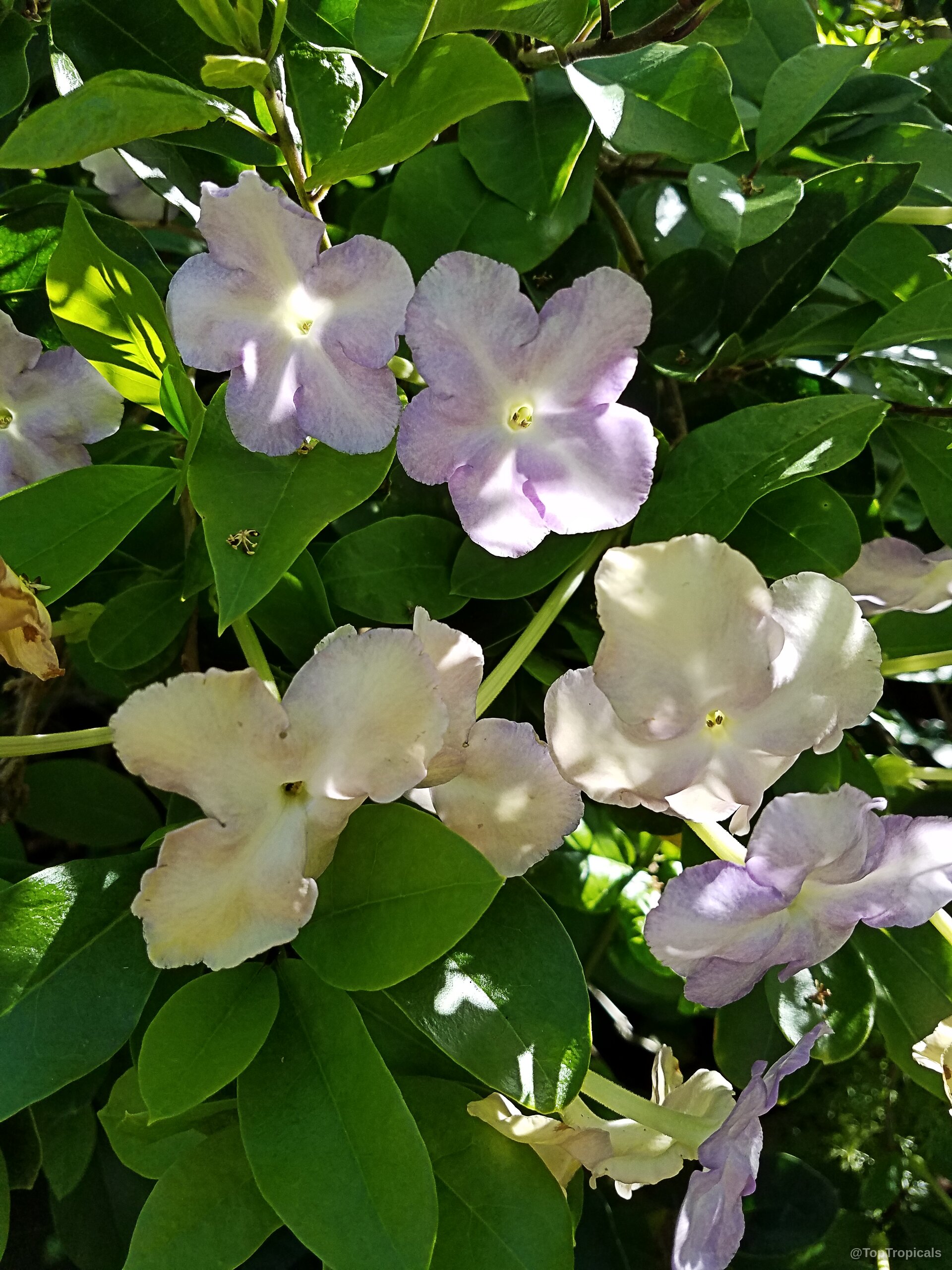 Brunfelsia sp. (Hybrid Brunfelsia) 'Isola' petals shift from lavender to white with green foliage surroundings. Brunfelsia sp. (Hybrid Brunfelsia) 'Isola' lavender and white flower close up in green leaves