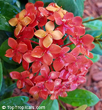 Ixora chinensis, Jungle Flame, Needle Flower, Flame of the Woods, Jungle Geranium

Click to see full-size image