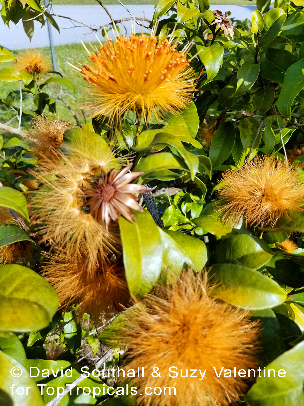 Stifftia chrysantha, Pompom, Golden-flowered Stifftia, Rabo-de-Cutia, Esponja, Flor de Amizade, Pincel, Esponja de Oro