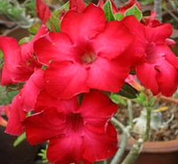 Desert Rose (Adenium) Dang Udomsab, Grafted