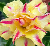 Desert Rose (Adenium) Golden Millionaire, Grafted