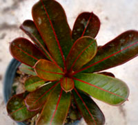 Desert Rose (Adenium) Nil (red veined leaves), Grafted