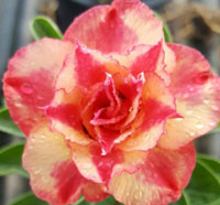 Desert Rose (Adenium) Thong Suk Jai, Grafted