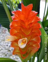 Curcuma roscoeana, Curcuma kurzii, Curcuma coccinea, jewel of Burma, Orange Ginger, Orange Siam Tulip

Click to see full-size image