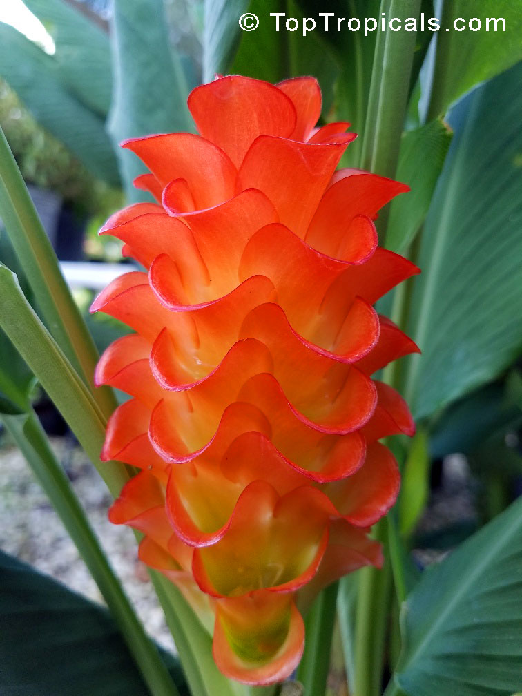 Curcuma roscoeana, Curcuma kurzii, Curcuma coccinea, jewel of Burma, Orange Ginger, Orange Siam Tulip