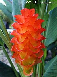 Curcuma roscoeana, Curcuma kurzii, Curcuma coccinea, jewel of Burma, Orange Ginger, Orange Siam Tulip

Click to see full-size image