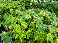 Abutilon pictum, Golden Rain Flowering Maple, Thompsons Flowering Maple, Bell Flower

Click to see full-size image
