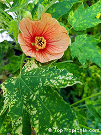 Abutilon pictum, Golden Rain Flowering Maple, Thompsons Flowering Maple, Bell Flower

Click to see full-size image