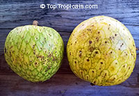 Annona montana, Mountain Soursop, Wild Custard Apple, Guanabana de monte, Wild Soursop

Click to see full-size image