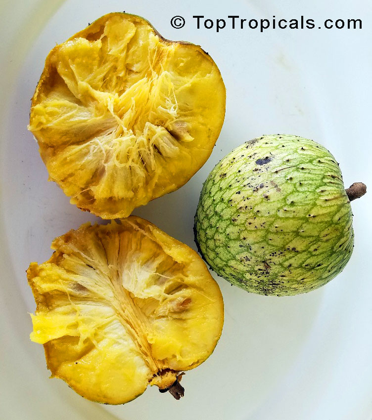 Annona montana - Mountain Soursop fruit with pulp