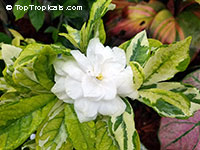 Gardenia sp. variegata, Variegated gardenia