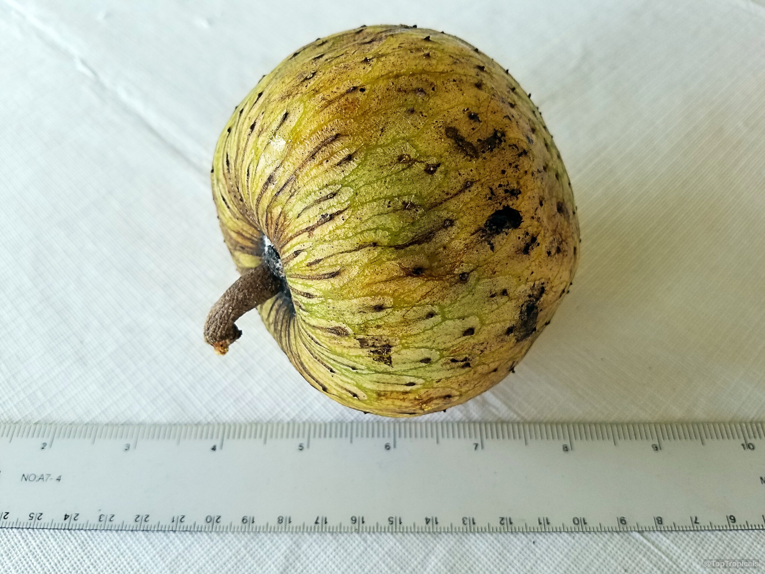 Annona montana (Mountain Soursop) fruit sitting next to a measuring ruler for size reference Annona montana (Mountain Soursop) yellow fruit with dark speckles in a close up image